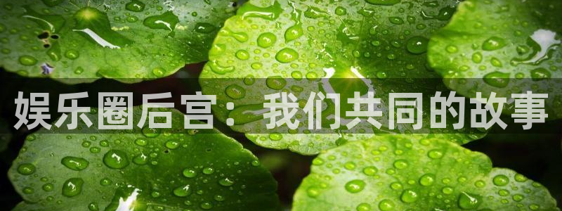 长征平台分红代理计划：娱乐圈后宫：我们共同的故事